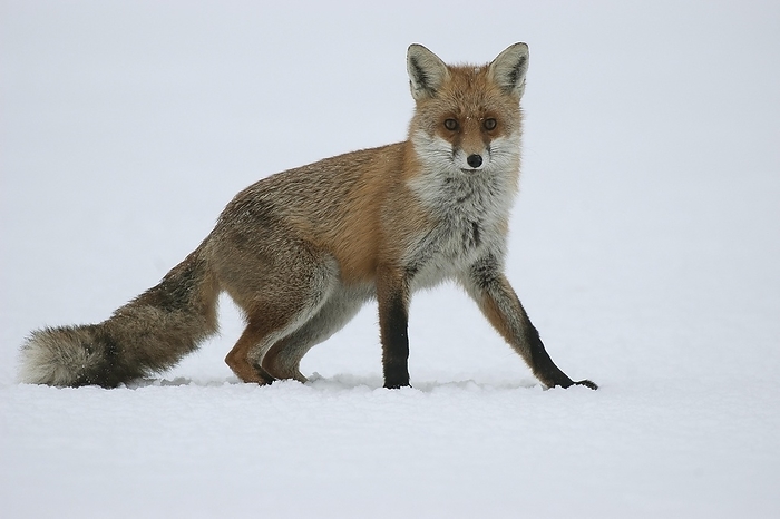 red fox  Vulpes vulpes  Fox  Vulpes Vulpes , sitting in the snow and carefully looking around and securing, Brandenburg, Germany, Europe, by Dieter Mahlke