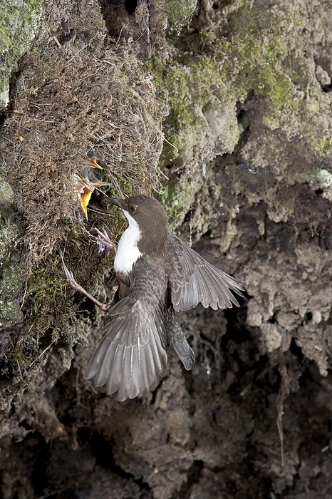 white throated dipper  Cinclus cinclus  White breasted dipper  Cinclus cinclus  feeding the young in the nest, North Rhine Westphalia, Germany, Europe, by Dieter Mahlke