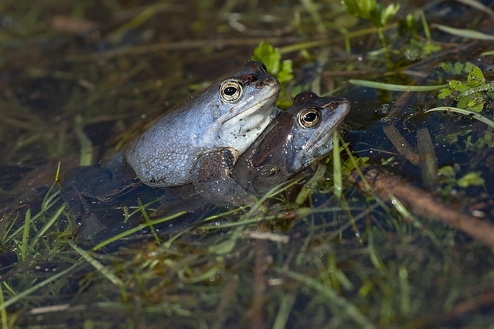 Moor frog (Rana arvalis) male holding onto female's back, mating, Brandenburg, Germany, Europe, by Dieter Mahlke