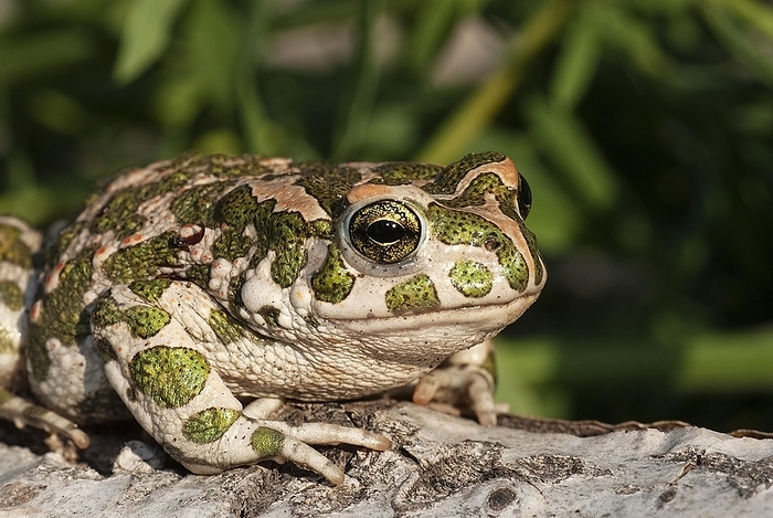 European green toad (Bufo viridis) sunning itself on a rock, near Pleven, Bulgaria, Europe, by Dieter Mahlke