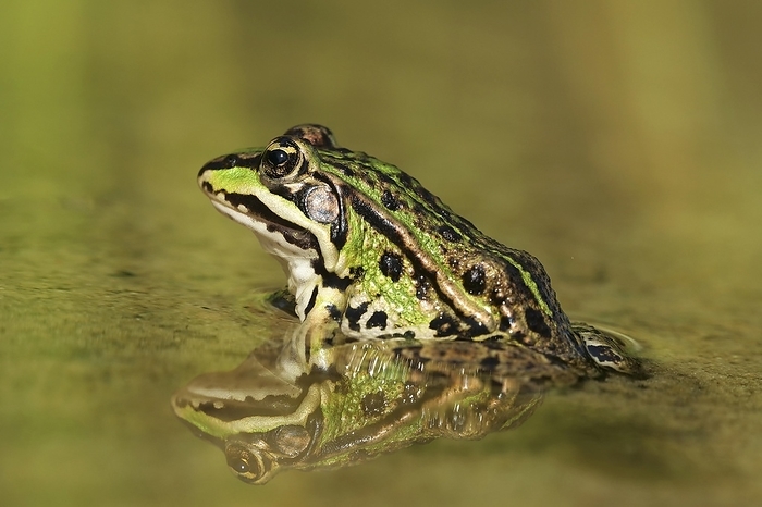 Green frog (Pelophylax esculentus) in spawning waters, Bielefeld, North Rhine-Westphalia, by Dieter Mahlke