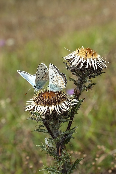 Gossamer winged butterflies (Lycaenidae) suck nectar on silver thistle (Carlina acaulis), North Rhine-Westphalia, Germany, Europe, by Dieter Mahlke