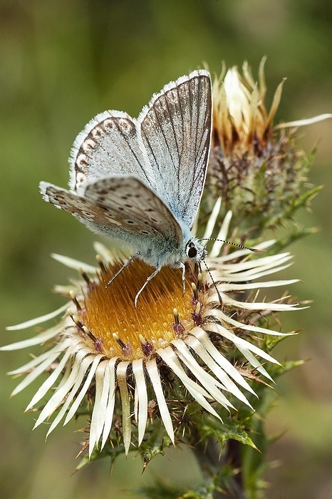 Gossamer winged butterfly (Lycaenidae) sucking nectar on silver thistle (Carlina acaulis), North Rhine-Westphalia, Germany, Europe, by Dieter Mahlke