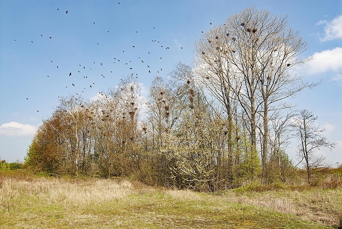 rook  species of crow, Corvus frugilegus  Rook  Corvus frugilegus  breeding colony, North Rhine Westphalia, Germany, Europe, by Dieter Mahlke