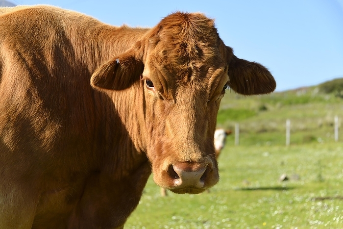 cattle  Bos taurus  Scottish Highland domestic cattle  Bos taurus , on a pasture, Scotland, Great Britain, by Egon B msch
