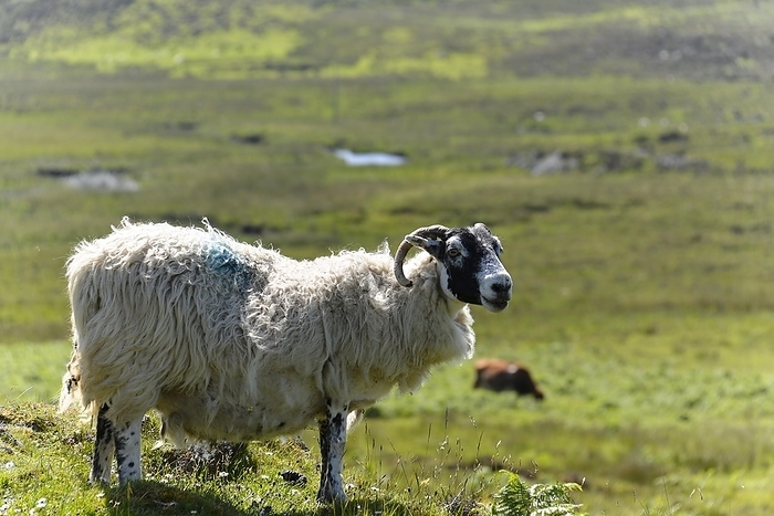 sheep  Ovis aries  Aries domestic sheep  Ovis aries , The Quiraing, Isle of Skye, Inner Hebrides, Highlands and Islands, Scotland, Great Britain, by Egon B msch