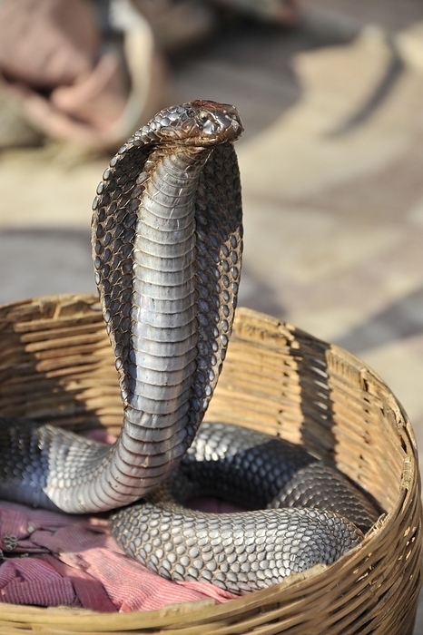 Cobra of snake charmer, Palace of the Winds, Jaipur, Rajasthan, North India, by Egon Bömsch