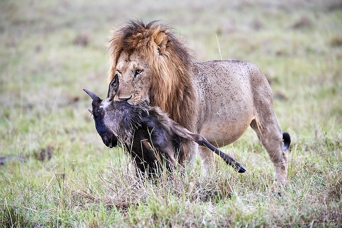 lion  Panthera leo  Lion male  Panthera leo  carrying carcass of a dead wildebeest calf  Connochaetes taurinus , Masai Mara National Reserve, Kenya, Africa, by Eric Baccega