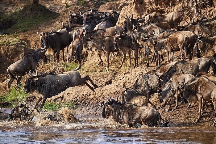 canoeing tuna  esp. the common canoe, Anguilla canoe  Blue wildebeest  Connochaetes taurinus  Leap in the Mara River due to migration, Masai Mara National Reserve, Kenya, Africa, by Eric Baccega