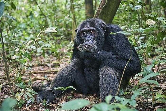 chimpanzee Chimpanzee  Pan troglodytes schweinfurthii , male, sitting in the forest, thoughtful, Kibale National Park, Uganda, Africa, by Eric Baccega