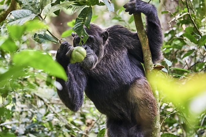 chimpanzee Chimpanzee  Pan troglodytes schweinfurthii  male fetching a fruit, Kibale National Park, Uganda, Africa, by Eric Baccega