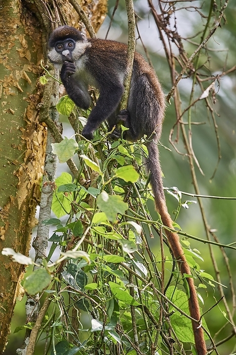 rhesus monkey  Macaca mulatta  Red tailed monkey  Cercopithecus ascanius  in a tree, Kibale National Park, Uganda, Africa, by Eric Baccega