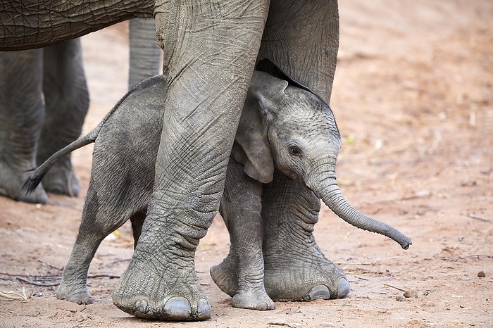 African bush elephant African elephants  Loxodonta africana  , very young elephant calf stands between the legs of its mother for protection, South Luangwa National Park, Zambia, Africa, by Eric Baccega