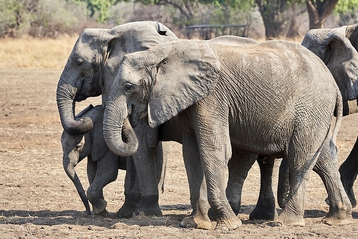 African bush elephant African elephants  Loxodonta africana  , Group with elephant calf, South Luangwa National Park, Zambia, Africa, by Eric Baccega