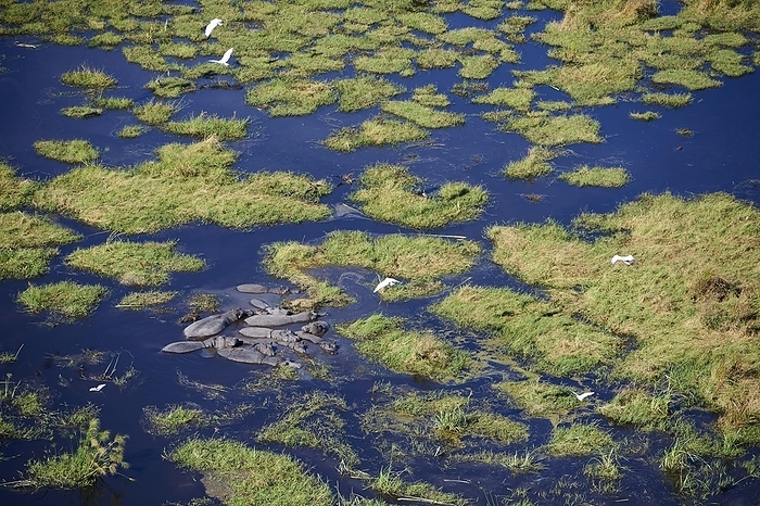 cover  e.g. book  Aerial view of hippopotamus  Hippopotamus amphibius  group cooling in a lagoon, Okavango Delta swamp, Botswana, Africa, by Eric Baccega