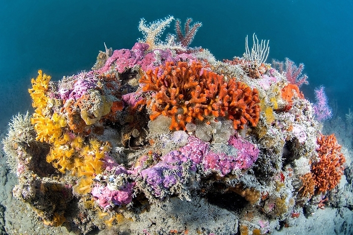 False coral (Myriapora truncata) colonies on a coralligenous reef, marine reserve, agathoise coast Marine Protected Area, Herault, Occitania, France, Europe, by Mathieu Foulquié
