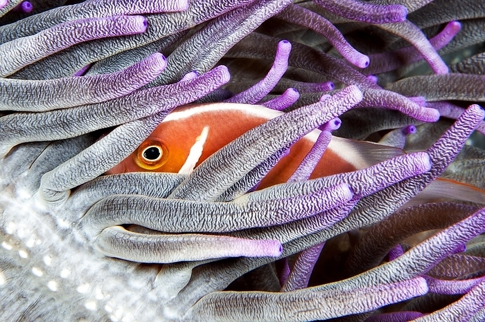whitetip reef clownfish  Amphiprion ocellatus  Pink skunk clownfish  Amphiprion perideraion , Siladen, North Sulawesi, Indonesia, Asia, by Mathieu Foulqui 