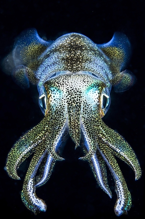 Glowing Caribbean reef squid (Sepioteuthis sepioidea) at night, Philippines, Asia, by Mathieu Foulquié