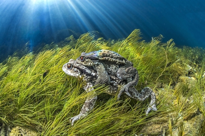 common toad  Bufo bufo  Mating Common toads  Bufo bufo  in the river Bu ges, H rault, Occitania, France, Europe, by Mathieu Foulqui 