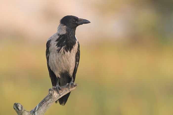 jungle crow  Corvus macrorhynchos  Hooded crow  Corvus corone cornix  on branch, Danube Delta, Romania, Europe, by Michaela Walch