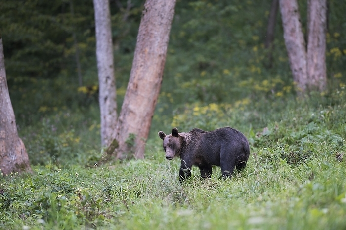 Eurasian brown bear  Ursus arctos yesoensis  European brown bear or Eurasian brown bear  Ursus arctos arctos , adult female standing in a clearing, Bieszczady, Poland, Europe, by Michaela Walch
