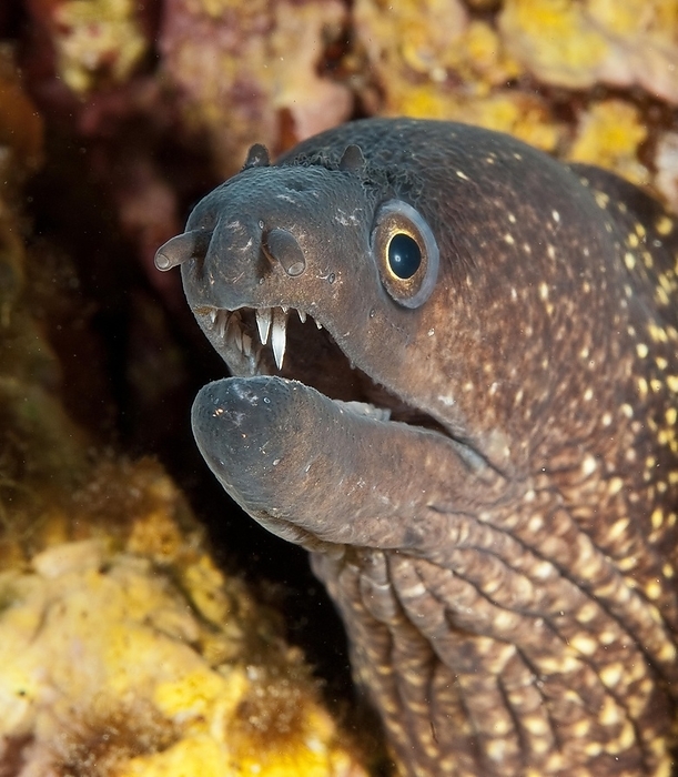 Close-up of head of Mediterranean moray (Muraena helena) eel, Mediterranean Sea, La Maddalena Archipelago, Sardinia, Italy, Europe, by Frank Schneider