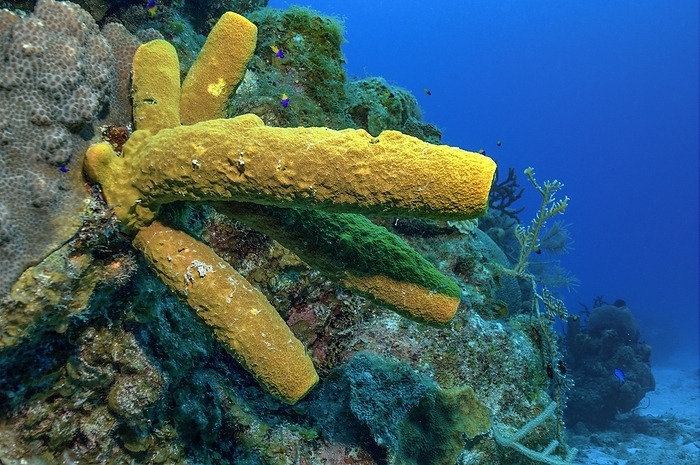 Yellow green candle sponge (Aplysina fistularis), Caribbean, Maria La Gorda, Cuba, Central America, by Frank Schneider