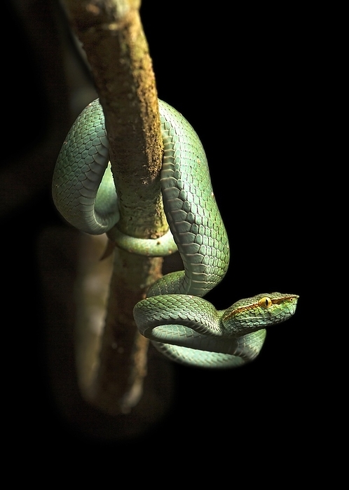 Toxic Pit Viper (Tropidolaemus subannulatus), family (Viperidae), Danum Valley Nature Reserve, Danum Valley Conservation Area, Sabah, Borneo, Malaysia, Asia, by Guenter Fischer