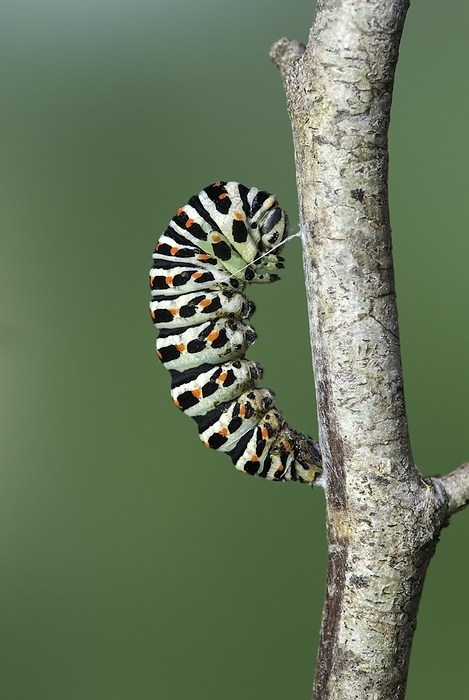 yellow swallowtail butterfly  esp. the citrus swallowtail butterfly, Papilio xuthus  Caterpillar ready for pupation of a Swallowtail  Papilio machaon  Switzerland, by Guenter Fischer