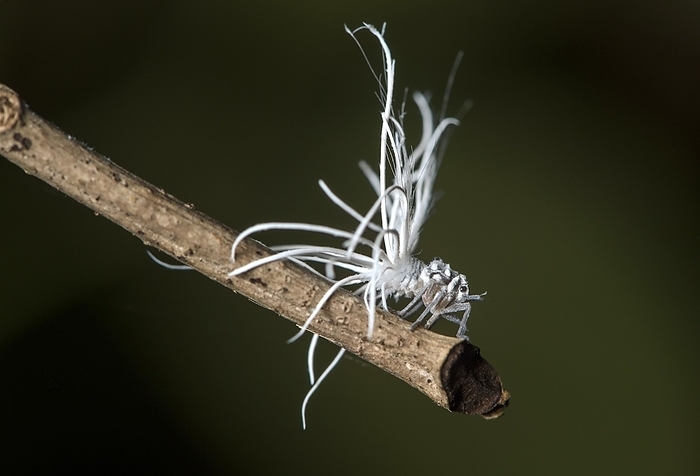 Late larval stage of a nymph of the pointed cicada (Flatida), Flatidae family, Danum valley protection zone, Sabah, Borneo, Malaysia, Asia, by Guenter Fischer