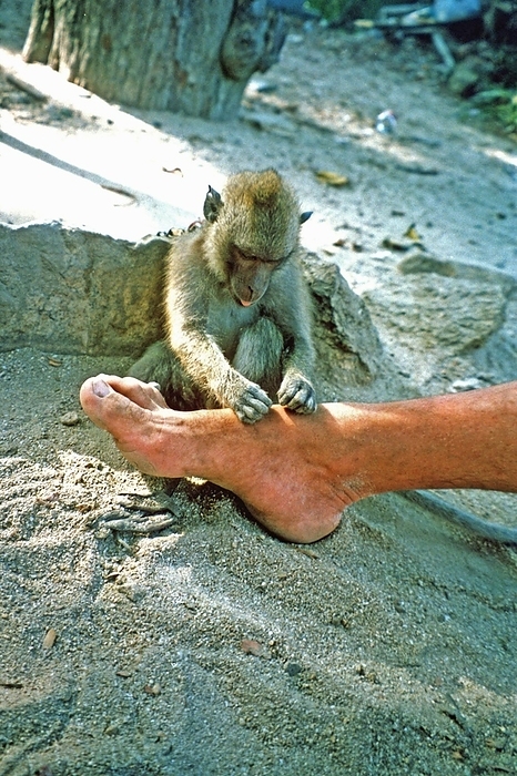 Monkey licks a man's foot, Koh Samui, Thailand, Asia, by our-planet.berlin