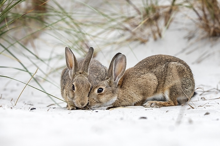 European rabbit  Oryctolagus cuniculus  European or common rabbits  Oryctolagus cuniculus  on Baltic Sea dunes, Mecklenburg Western Pomerania, Germany, Europe, by Thomas Hinsche