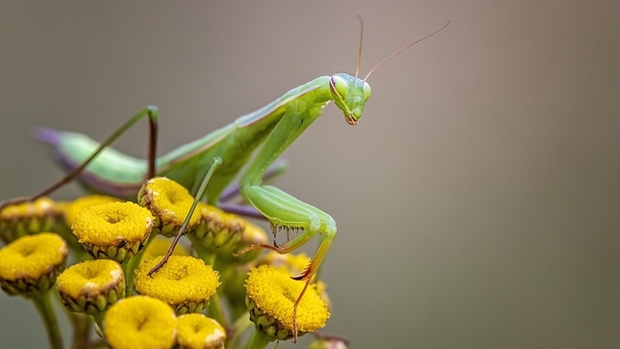 European mantis (Mantis religiosa) green variant, lying in wait for prey, Saxony-Anhalt, Germany, Europe, by Thomas Hinsche