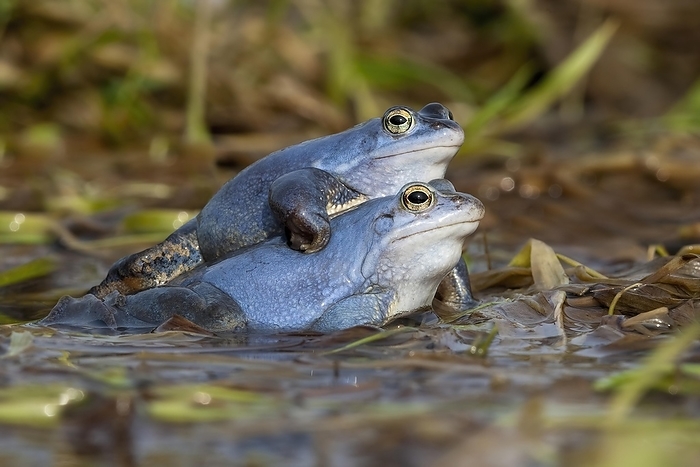 Moor frog (Rana arvalis) male in blue wedding dress, amphibian migration, amphibian, Middle Elbe Biosphere Reserve, Saxony-Anhalt, Germany, Europe, by Thomas Hinsche