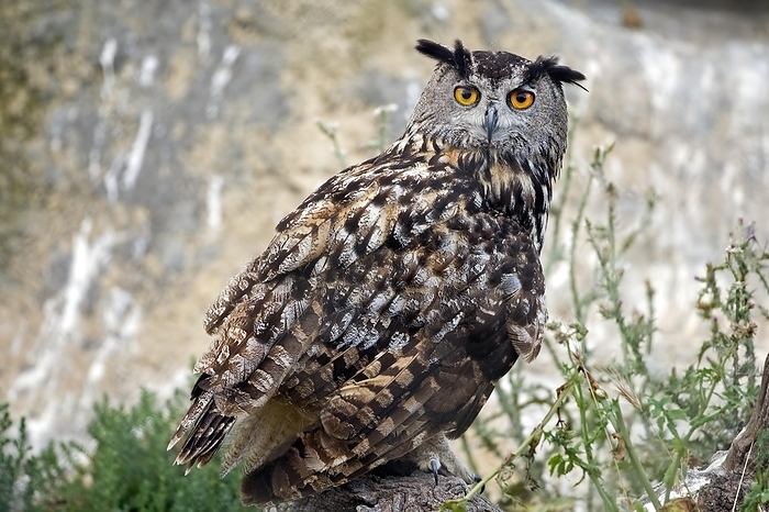 Eurasian eagle owl  Bubo bubo  Eurasian eagle owl  Bubo bubo  Old bird on perch, Middle Elbe Biosphere Reserve, Saxony Anhalt, Germany, Europe, by Thomas Hinsche
