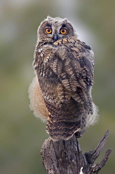 Eurasian eagle owl  Bubo bubo  Eurasian eagle owl  Bubo bubo  young bird on perch, Middle Elbe Biosphere Reserve, Saxony Anhalt, Germany, Europe, by Thomas Hinsche