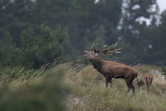 red deer  Cervus elaphus  Red deer  Cervus elaphus  in rut on the Dar   Baltic Sea , Prerow, Germany, Europe, by Horst Jegen