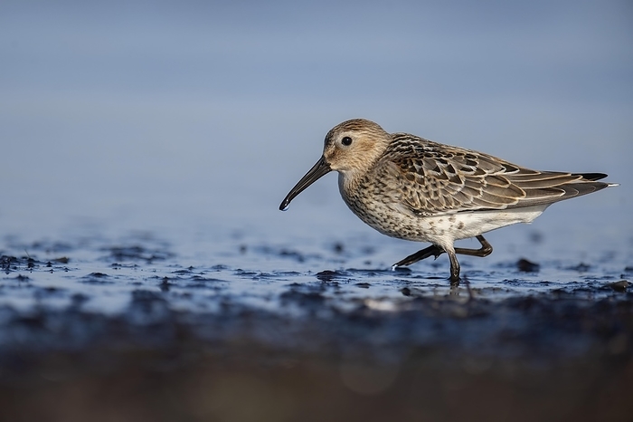shore snipe  Gallinago gallinago  Dunlin  Calidris alpina  on the Baltic Sea, Prerow, Germany, Europe, by Horst Jegen