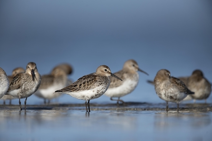 Dunlin on the Darß (Baltic Sea), Prerow, Germany, Europe, by Horst Jegen