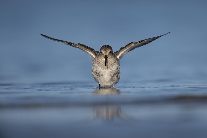 Dunlin on the Darß (Baltic Sea), Prerow, Germany, Europe, by Horst Jegen