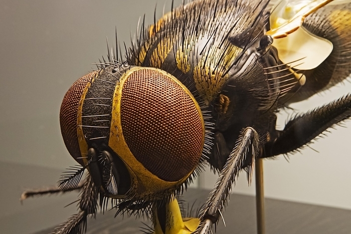 Model of a house fly (Musca domestica) magnified 50 times, Museum für Naturkunde, Berlin, Germany, Europe, by Ingo Schulz