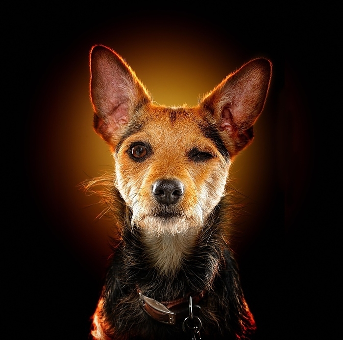 Mixed breed dog, animal portrait, studio shot, Germany, Europe, by Jan Walter