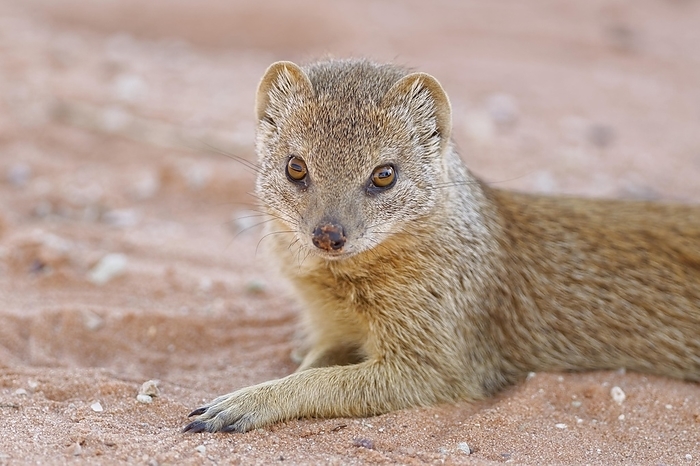 red meerkat Yellow mongoose  Cynictis penicillata , adult, lying on the sand, animal portrait, Twee Rivieren rest camp, Kgalagadi Transfrontier Park, Northern Cape, South Africa, Africa, by Jean Fran ois Ducasse