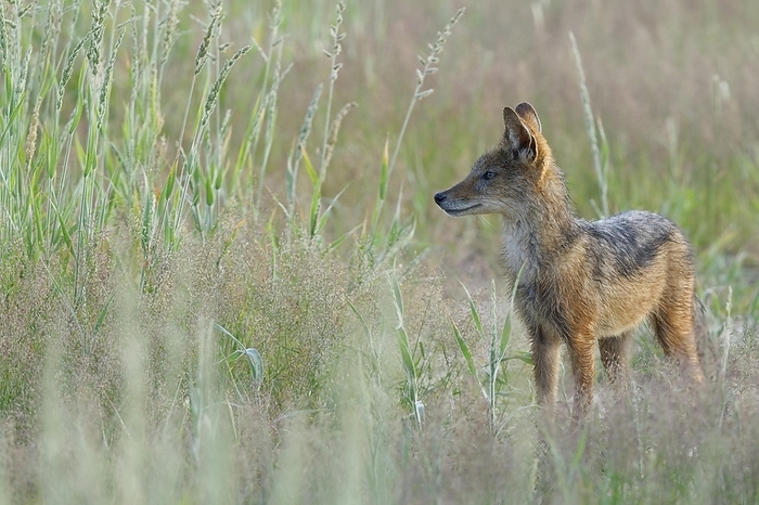 black backed jackal  carnivore, Canis mesomelas  Black backed jackal  Canis mesomelas , young, standing in the high grass, alert, Kgalagadi Transfrontier Park, Northern Cape, South Africa, Africa, by Jean Fran ois Ducasse