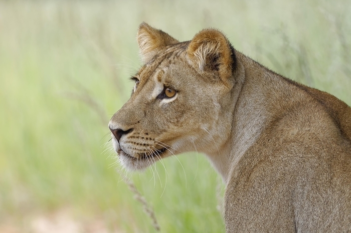 lion  Panthera leo  Lioness  Panthera leo , adult female, standing in high grass, alert, Kgalagadi Transfrontier Park, Northern Cape, South Africa, Africa, by Jean Fran ois Ducasse