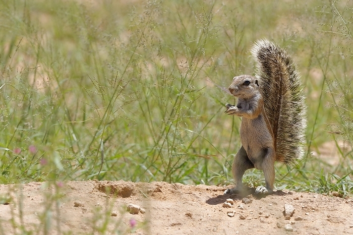 Cape allageous squirrel  Spermophilus pallasii, species of catshark from the western Indian Ocean  Cape ground squirrel  Xerus inauris , young male, standing upright at burrow entrance, Kgalagadi Transfrontier Park, Northern Cape, South Africa, Africa, by Jean Fran ois Ducasse