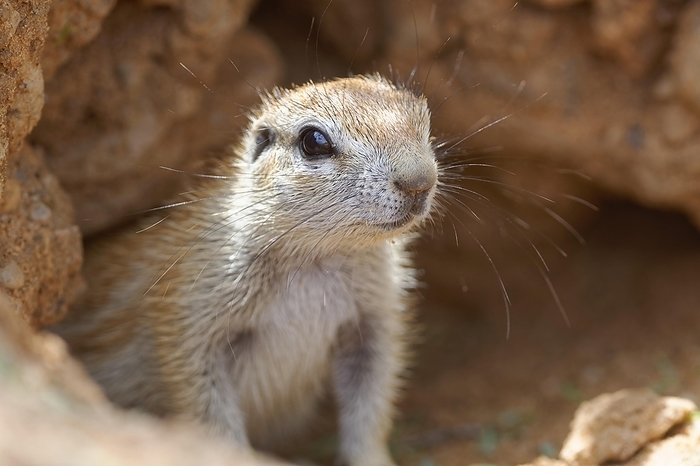 Cape allageous squirrel  Spermophilus pallasii, species of catshark from the western Indian Ocean  Cape ground squirrel  Xerus inauris , adult, looking out from the burrow entrance, alert, Kgalagadi Transfrontier Park, Northern Cape, South Africa, Africa, by Jean Fran ois Ducasse