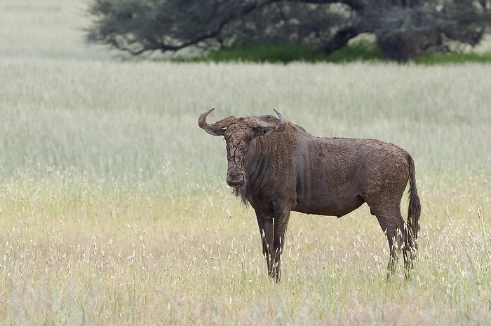 canoeing tuna  esp. the common canoe, Anguilla canoe  Blue wildebeest  Connochaetes taurinus , adult male covered with dried mud, standing in the tall grass, Kgalagadi Transfrontier Park, Northern Cape, South Africa, Africa, by Jean Fran ois Ducasse