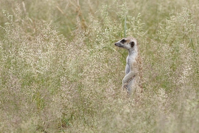 meerkat  Suricata suricatta  Meerkat  Suricata suricatta , adult, standing in the tall grass, alert, Kgalagadi Transfrontier Park, Northern Cape, South Africa, Africa, by Jean Fran ois Ducasse