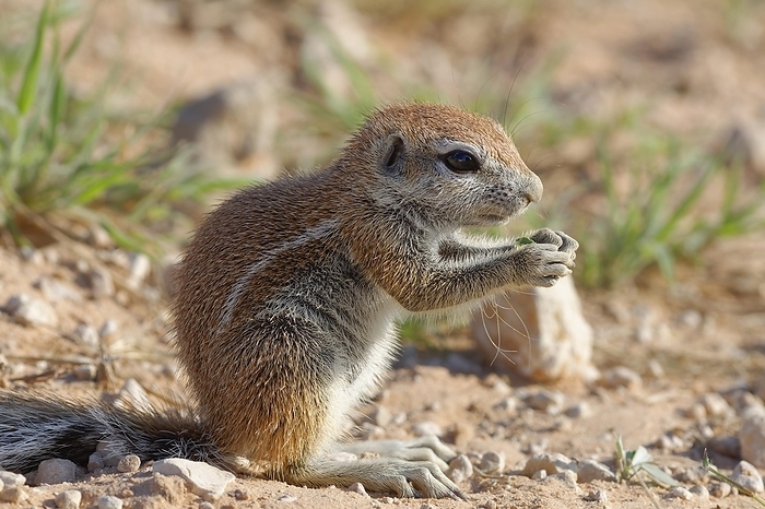 Cape allageous squirrel  Spermophilus pallasii, species of catshark from the western Indian Ocean  Cape ground squirrel  Xerus inauris , young male, feeding on green grass, Kgalagadi Transfrontier Park, Northern Cape, South Africa, Africa, by Jean Fran ois Ducasse